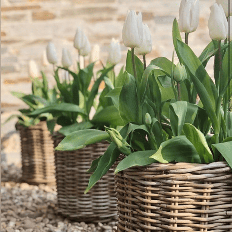 gardening is good for the soul