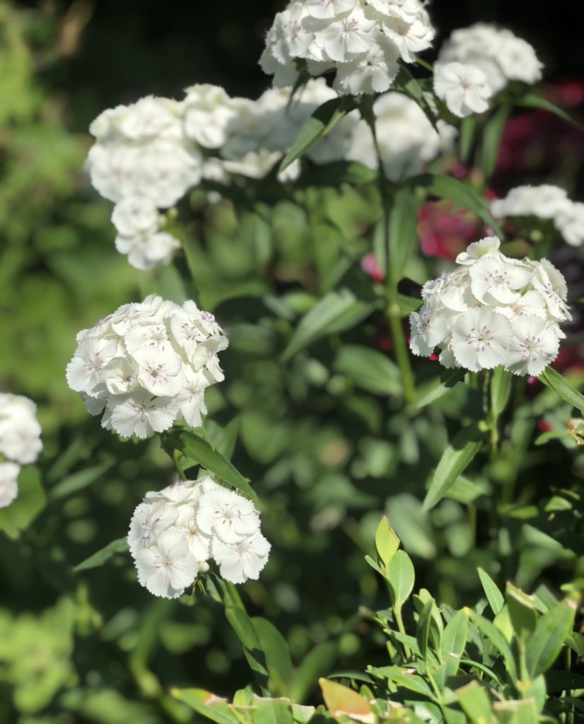 Gardening is good for the soul