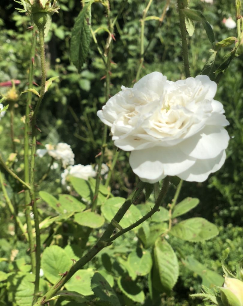 Gardening is good for the soul