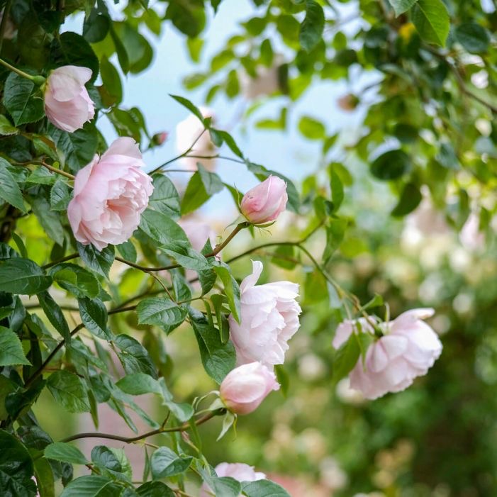 Gardening is good for the soul