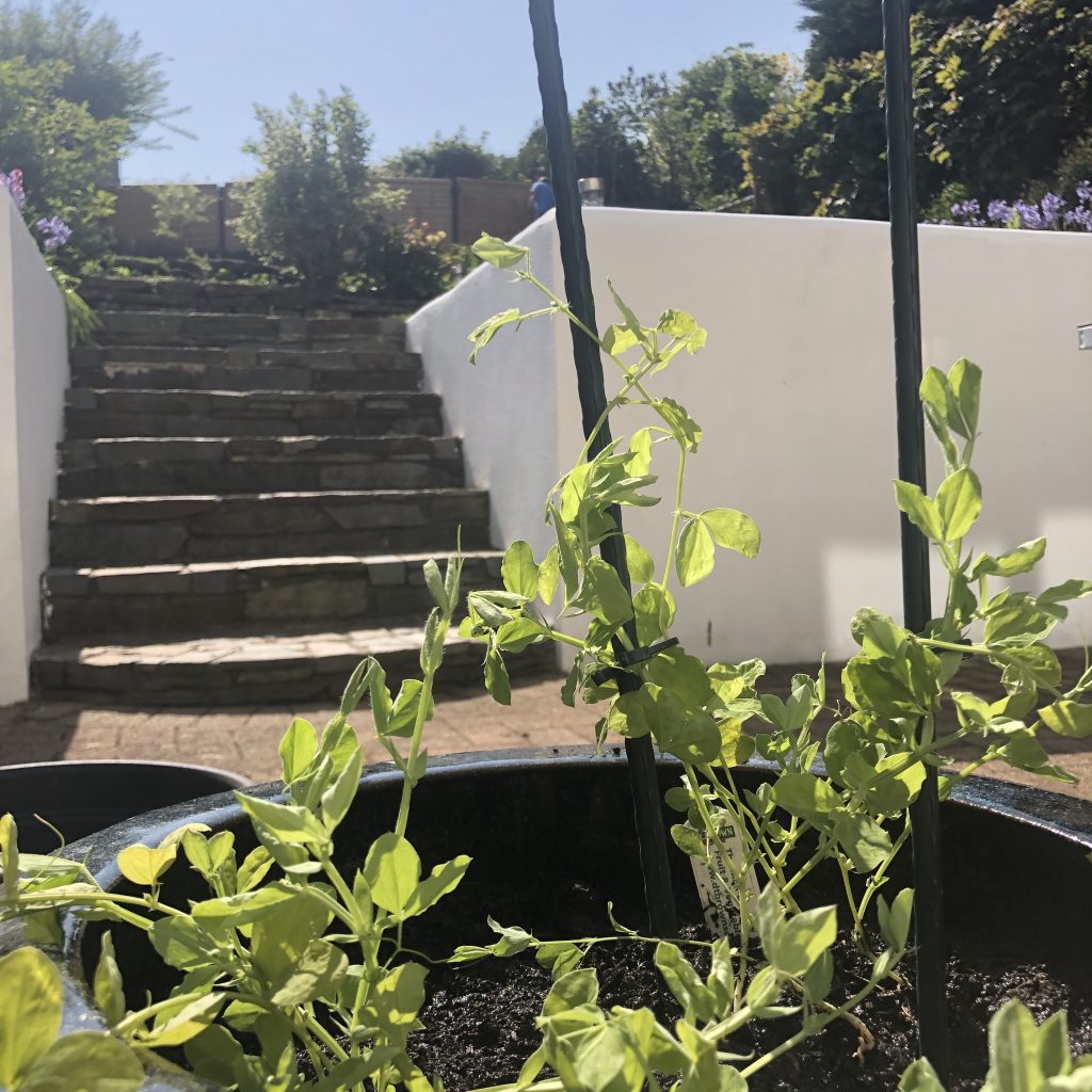 Gardening is good for the soul