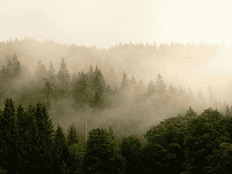 calm view of forest, green for calm and stress management