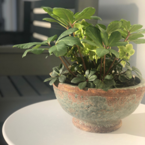 planter on a table in the sunshine