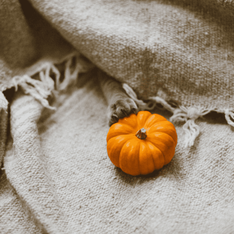 pumpkin season for pumpkin season recipe ; tiny orange pumpkin on a natural hessian cloth. if you look closely, you'll see a little kitten paw!
